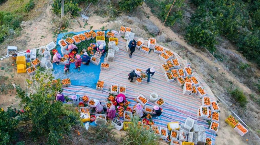 من الصين إلى العالم: الحمضيات الصغيرة تعبق في الأسواق الدولية