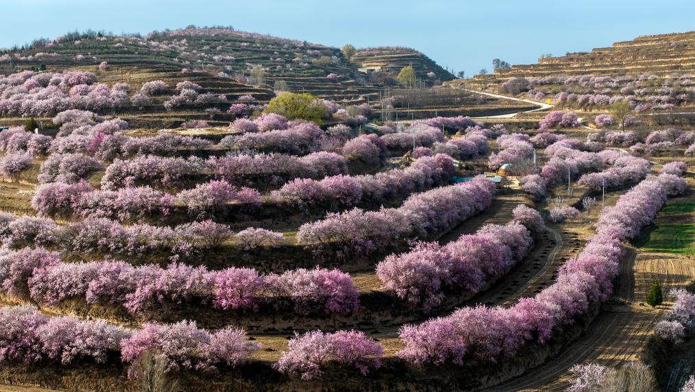 الصورة: مناظر الربيع الخلابة في شمال غربي الصين