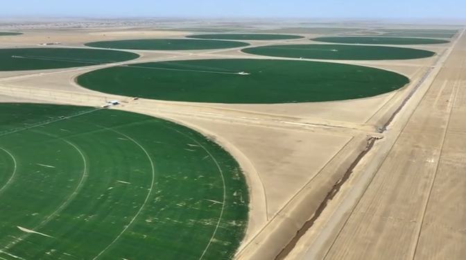 "إسطوانات" خضراء عملاقة تبعث الحياة في صحراء تاكلاماكان بشينجيانغ