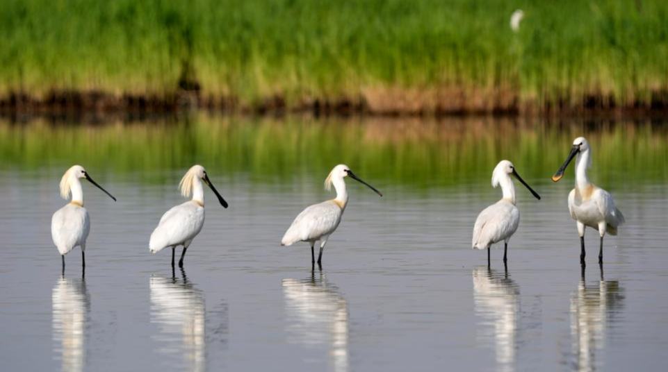 طيور مهاجرة في منطقة شاهو السياحية في شمال غربي الصين