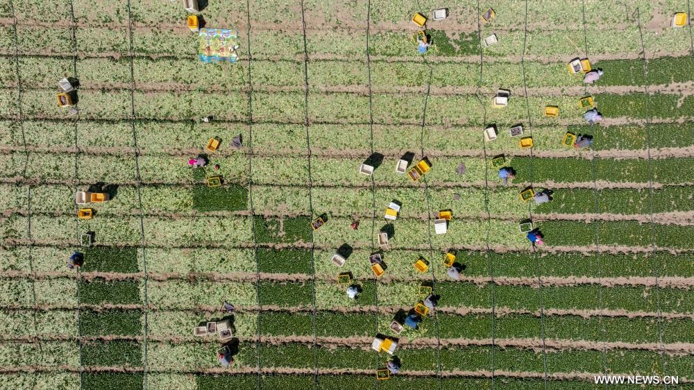 موسم حصاد خضروات المناطق الباردة في شمال غربي الصين