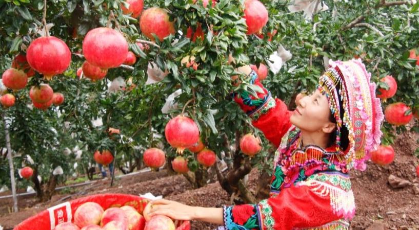 الرمان التونسي والصين… حين تبني شجرة جسرا بين حضارتين